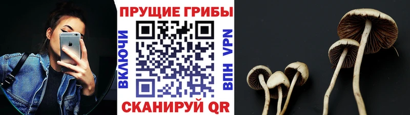 hydra ТОР  Кимовск  Псилоцибиновые грибы GOLDEN TEACHER 